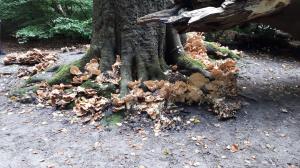 Leentje 01 - Paddenstoelenfeest 1